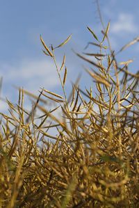 Close-up of dry plants on field