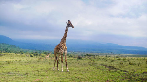 View of giraffe standing on landscape against sky