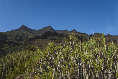 Scenic view of field against clear blue sky