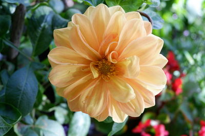 Close-up of flower blooming outdoors