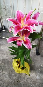 High angle view of pink flower pot