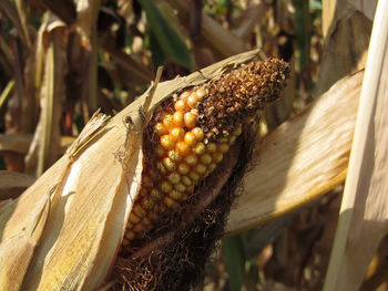 Ripe and ready to harvest ear of corn