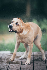 Dog splashing water