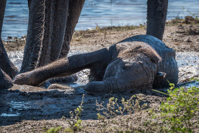 African elephant calf relaxing in mud