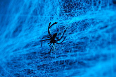 Close-up of spider on web