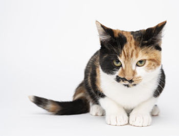 Portrait of cat sitting on white background