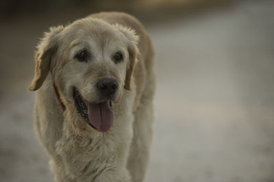 Portrait of dog sticking out tongue on land