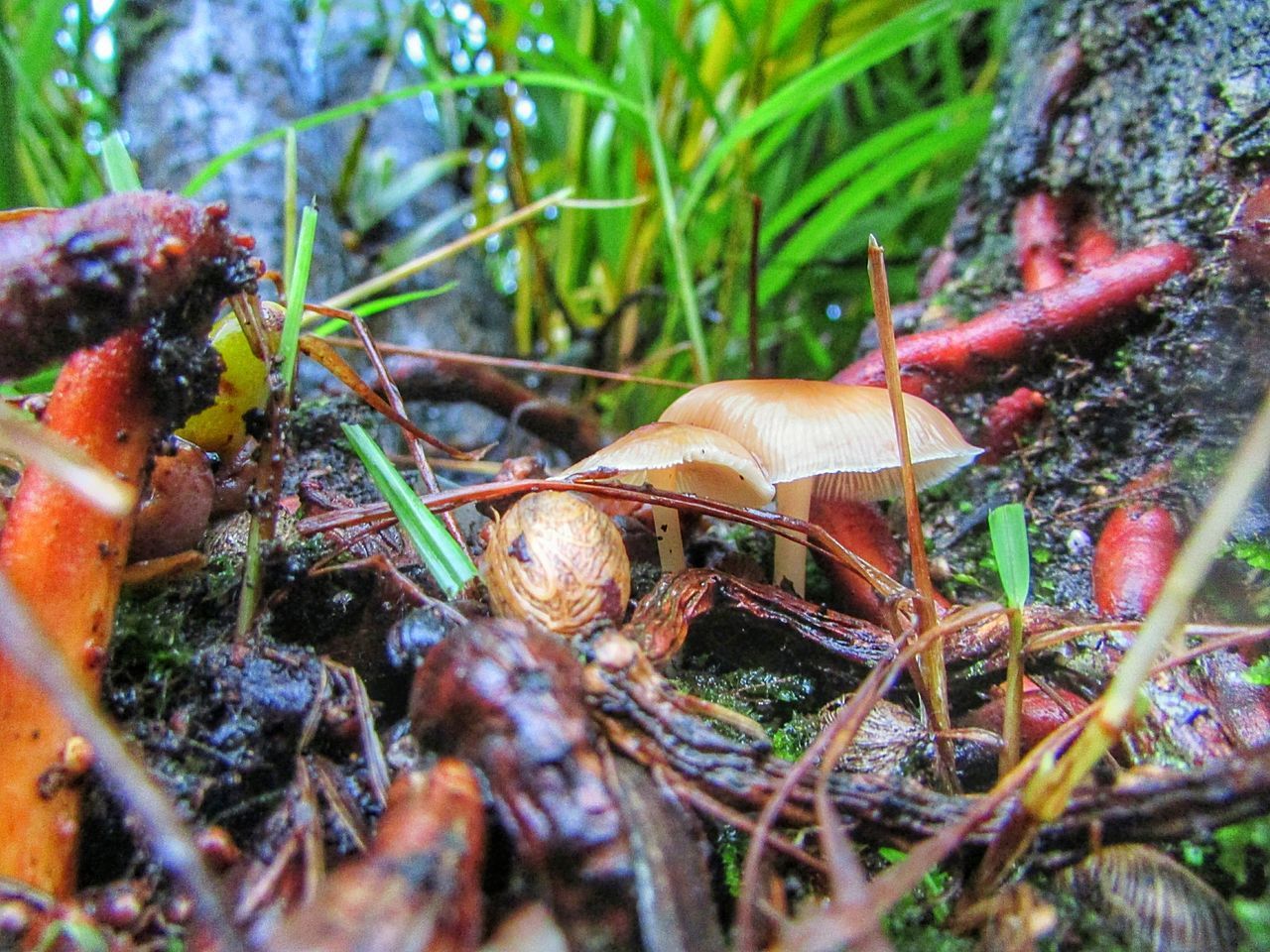 animal themes, nature, animals in the wild, close-up, plant, outdoors, no people, day, insect, leaf, one animal, beauty in nature, fragility