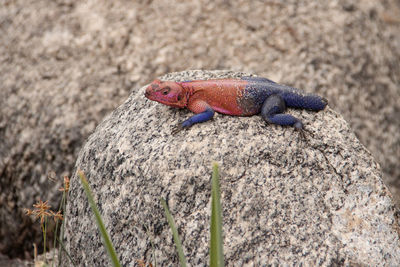 Close-up of lizard on rock