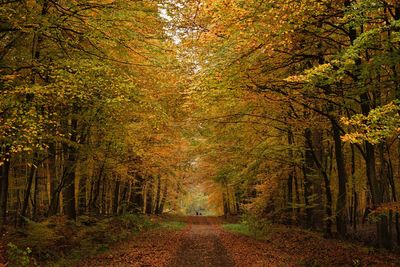 Road amidst trees in forest during autumn