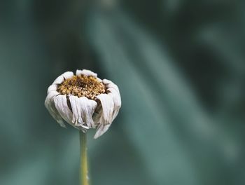 Close-up of wilted flower
