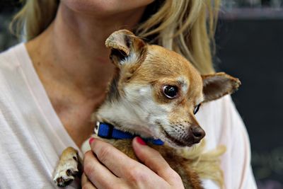 Cropped image of hand holding dog