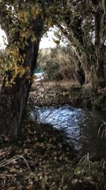 Scenic view of river amidst trees in forest