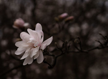 Close-up of cherry blossom