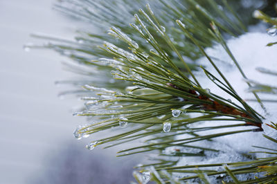 Close-up of icicles on pine tree needles during winter