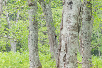 View of a tree trunk in forest