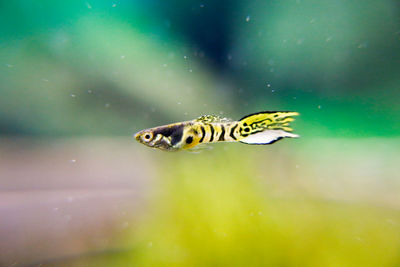 Close-up of fish swimming in sea