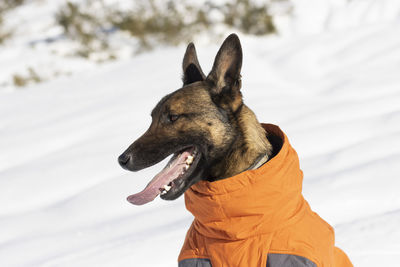 Malinois breed dog with orange coat in the snow