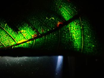Close-up of insect on leaf