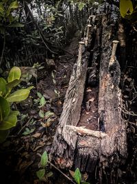 Trees growing in forest