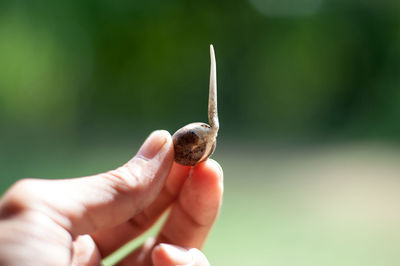 Close-up of hand holding leaf