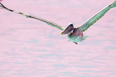 Close-up of bird flying