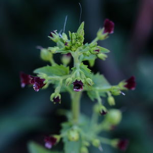 Close-up of fresh green plant