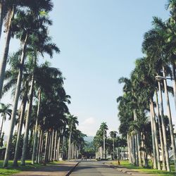 Road along trees