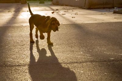 Dog walking on road during sunset