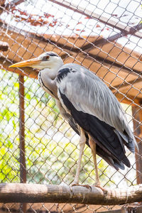 Bird perching in cage at zoo