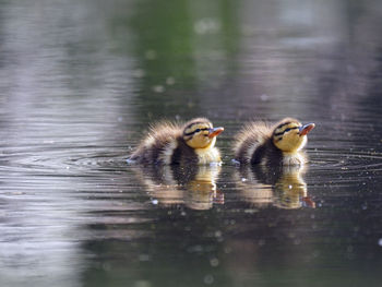 Duck swimming in lake