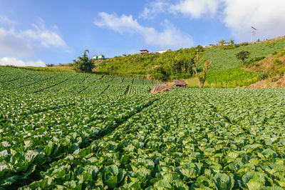 Crops growing on field against sky