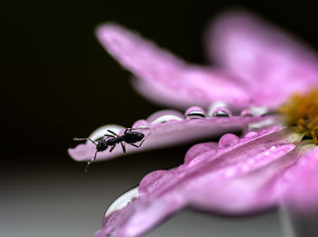 Close-up of insect on pink flower