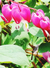 Close-up of pink flowers blooming outdoors