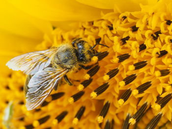 Close-up of honey bee pollinating on sunflower