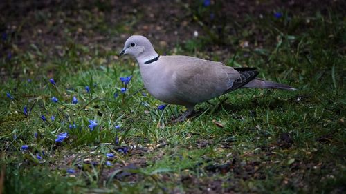 Close-up of bird perching on grass