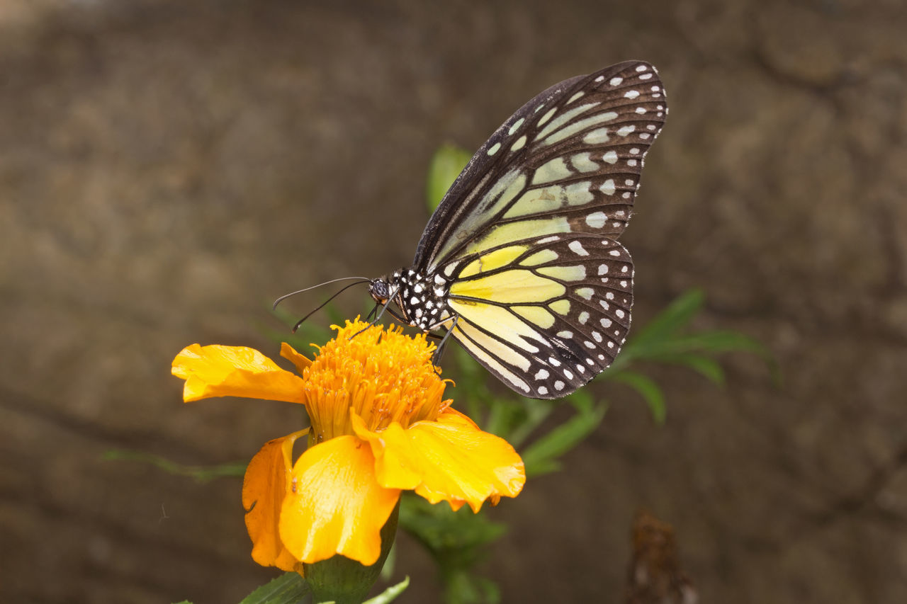 Yellow Glassy Tiger