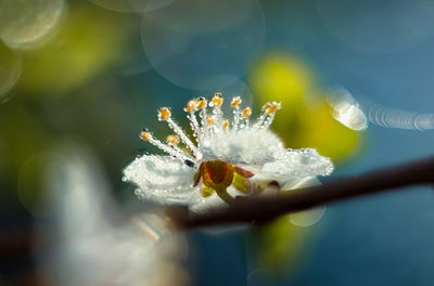 Close-up of white flowering plant