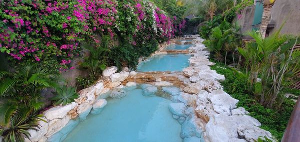 High angle view of pink flowering plants by footpath