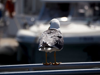 Close-up of seagull perching on water