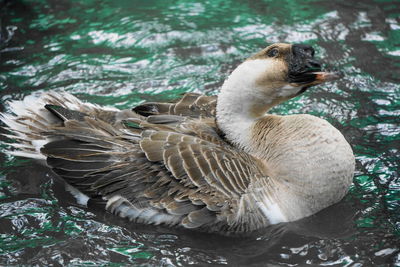 Close-up of duck swimming in lake