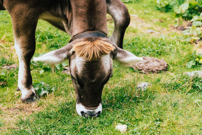 Close-up of cow grazing on grass