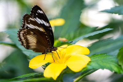 Butterfly pollinating on flower