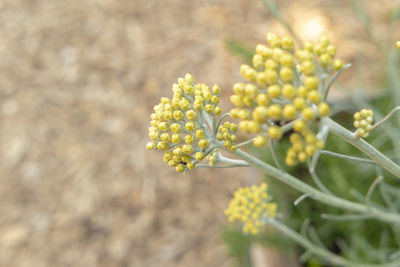 Close-up of yellow flowering plant