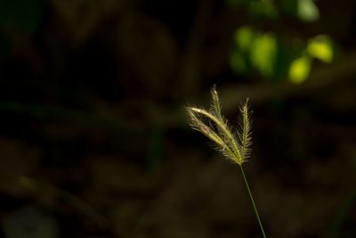 Close-up of stalks in field