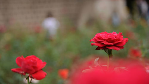 Close-up of red rose
