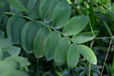 Close-up of wet plant leaves