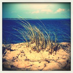 Scenic view of beach against blue sky