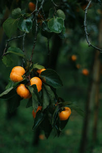 Close-up of fruits on tree