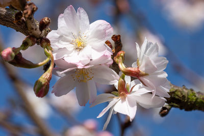 Close-up of cherry blossoms